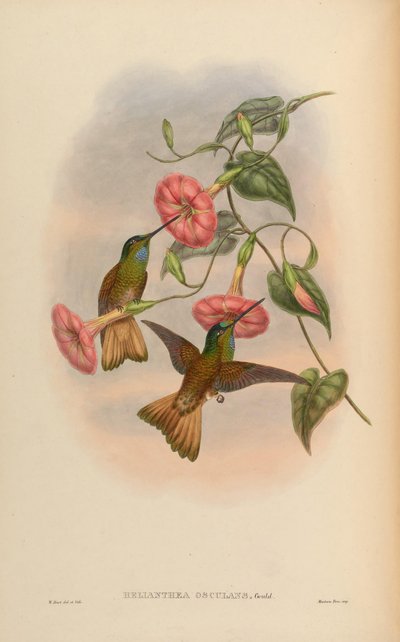 Helianthea osculans = Coeligena violifer osculans - John Gould